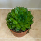 Haworthia Cooperi Succulent in 8.5cm Pot Cassandra's Plants