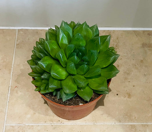 Haworthia Cooperi Succulent in 8.5cm Pot Cassandra's Plants