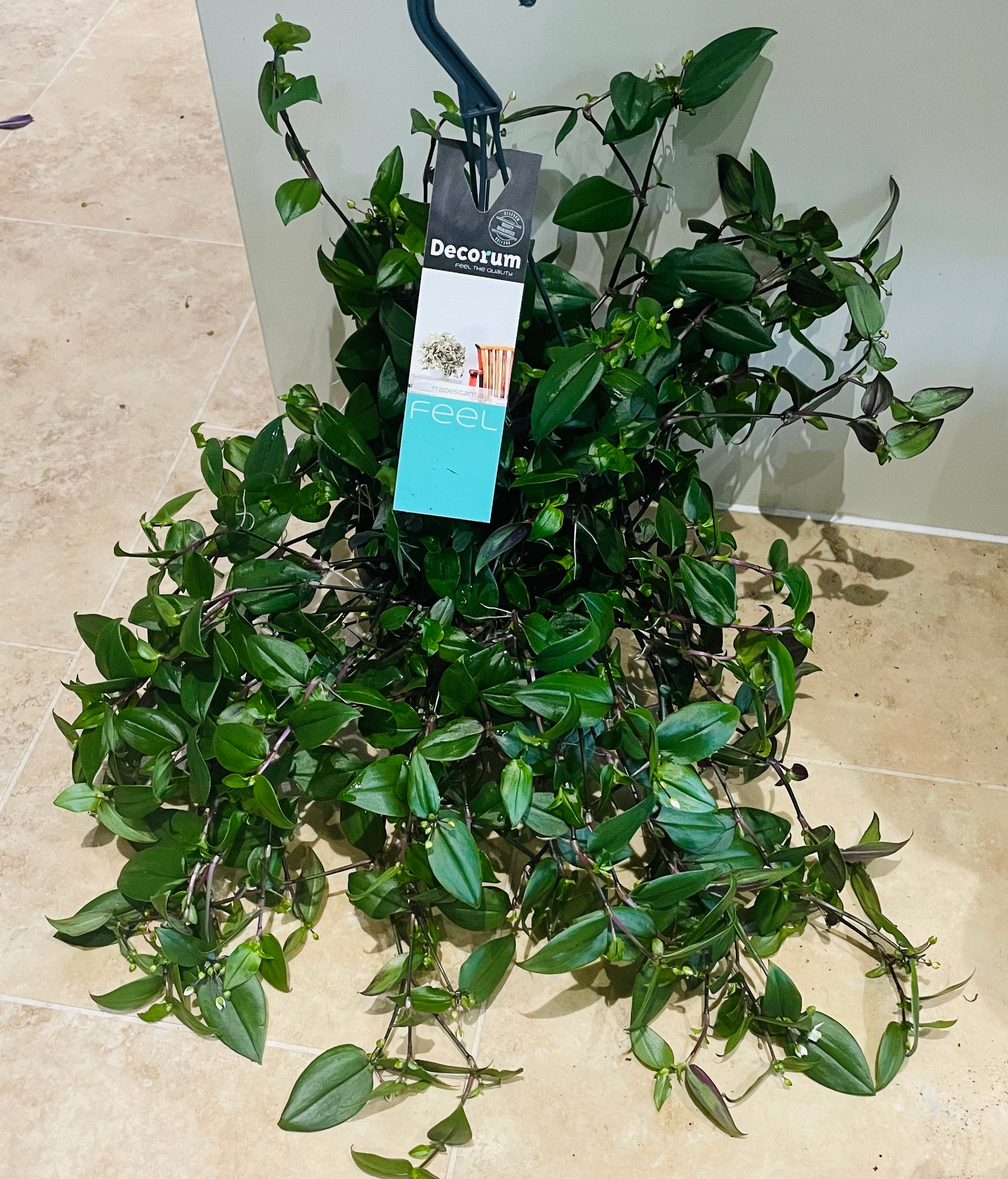 Tradescantia Fluminensis Green Hill In a 17cm Hanging pot Cassandra's Plants