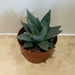 Haworthia Savanna in a 9cm pot Cassandra's Plants