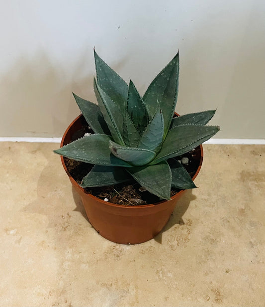 Haworthia Savanna in a 9cm pot Cassandra's Plants