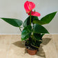 Anthurium Adraeanum Pink  Flower Plant in a 7cm pot Cassandra's Plants