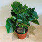 Philodendron Atom in a 12cm pot Cassandra's Plants