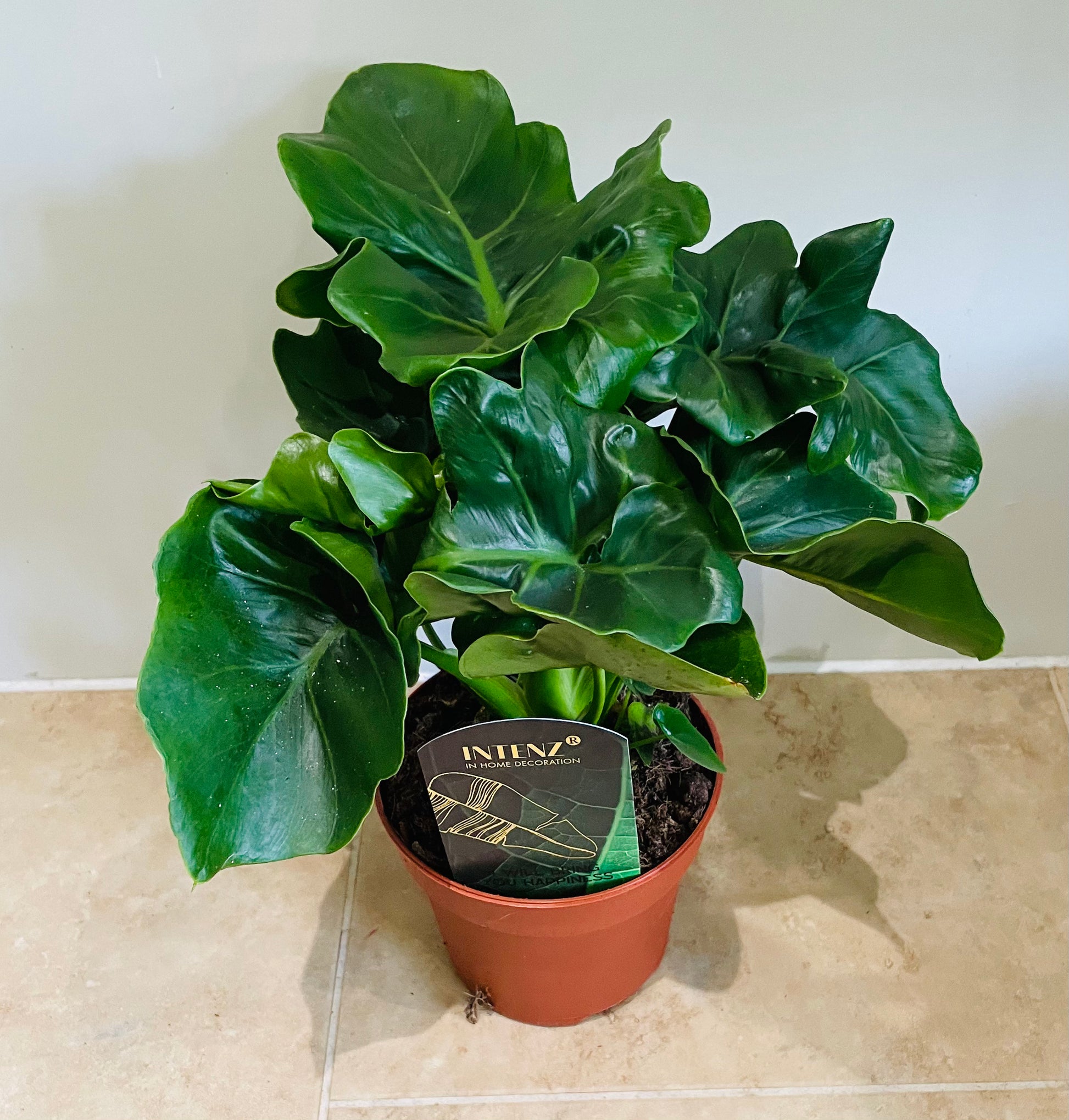 Philodendron Atom in a 12cm pot Cassandra's Plants