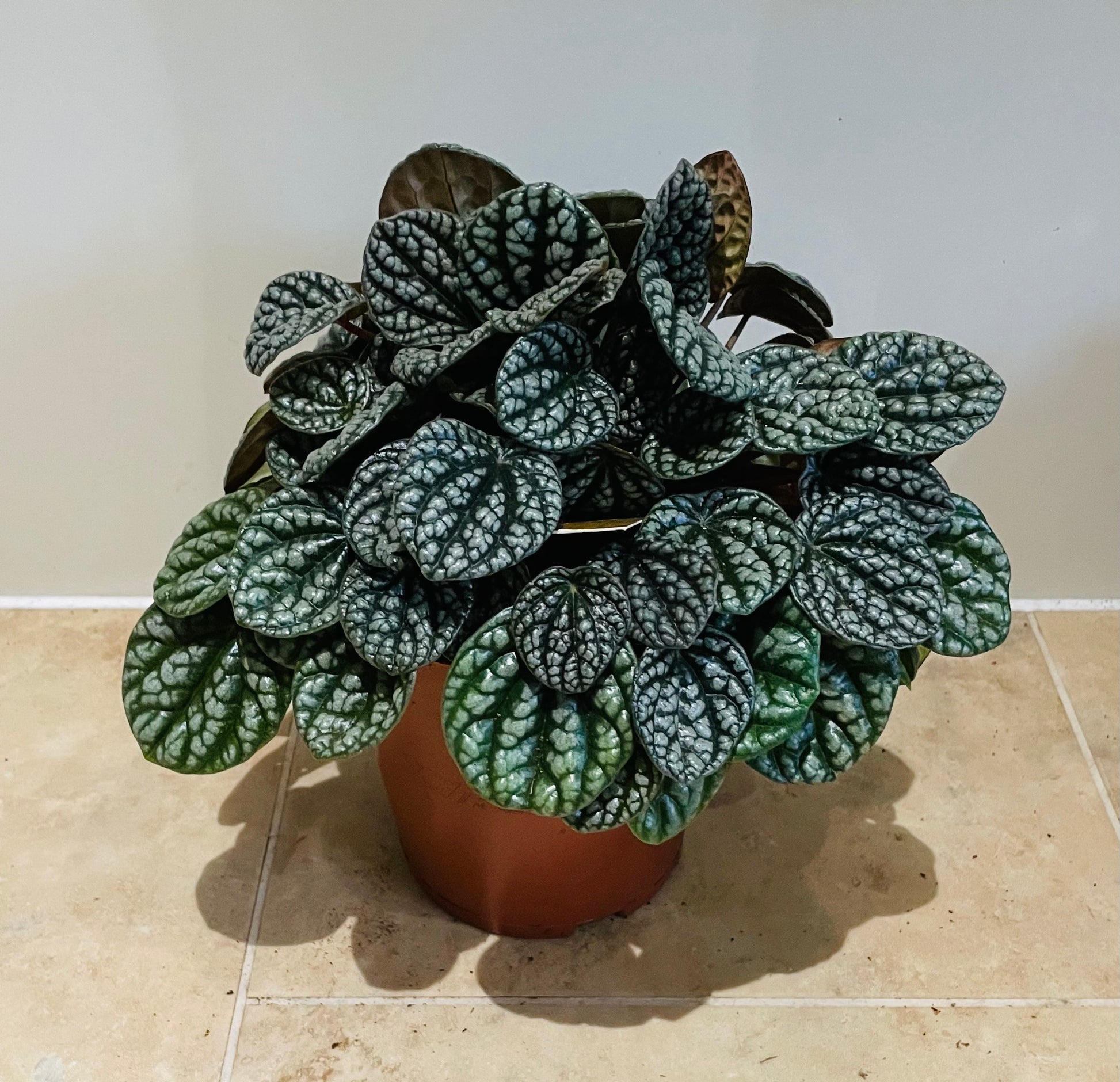 Peperomia Burbella Cassandra's Plants
