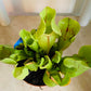 Sarracenia Purpurea ssp Purpurea Huntsmans Cap Cassandra's Plants