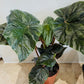 Begonia Scharfii 15cm Pot Cassandra's Plants