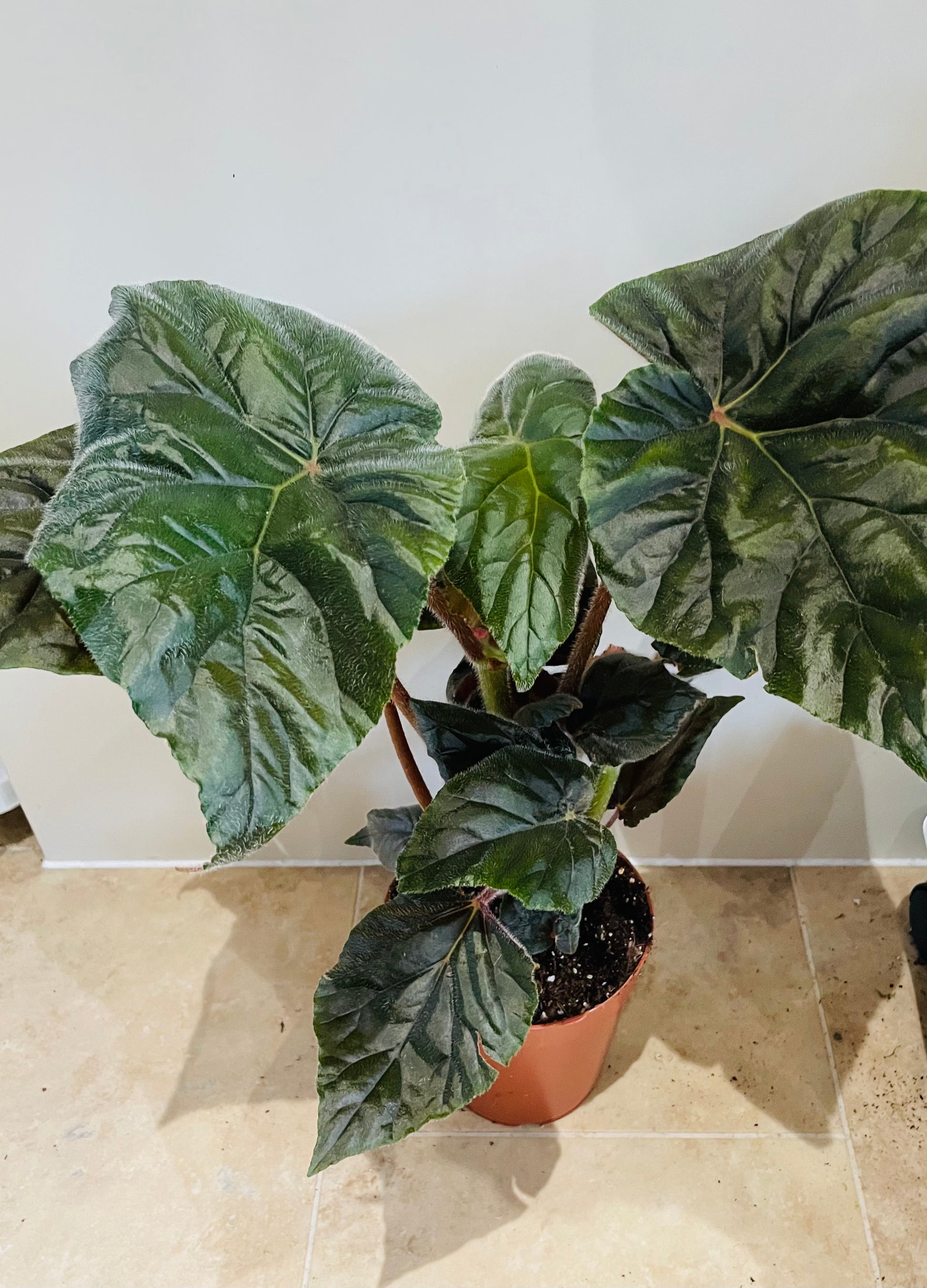 Begonia Scharfii 15cm Pot Cassandra's Plants