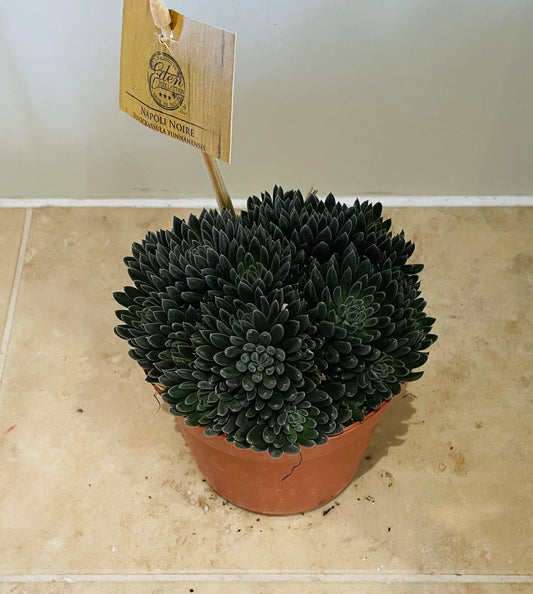 Sinocrassula Yunnanensis in a 10cm pot Cassandra's Plants
