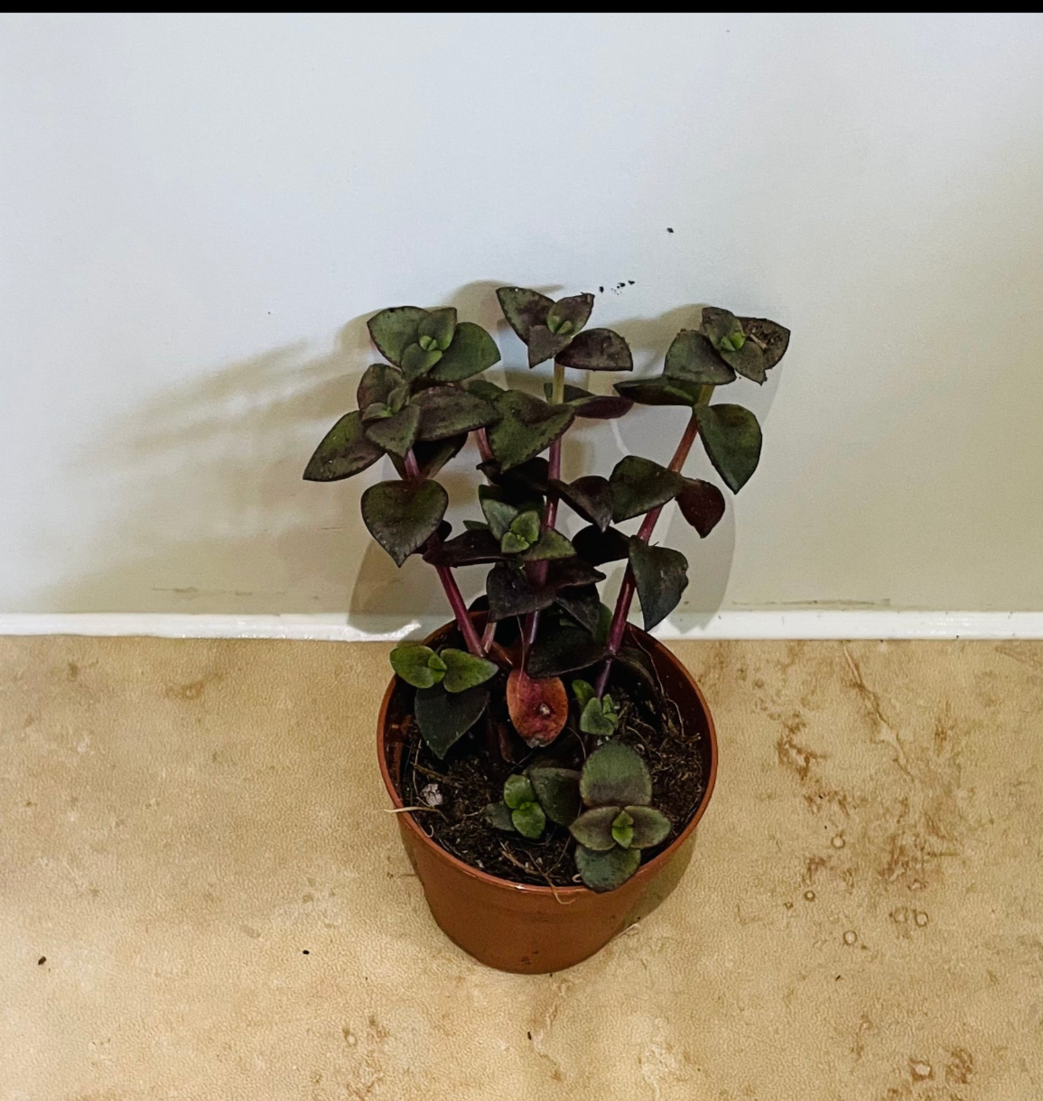 Crassula Pellucida subsp. Marginalis Rubra 5.5cm Pot Cassandra's Plants