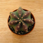 Echinocereus Inermis in 5.5cm Pot Cassandra's Plants
