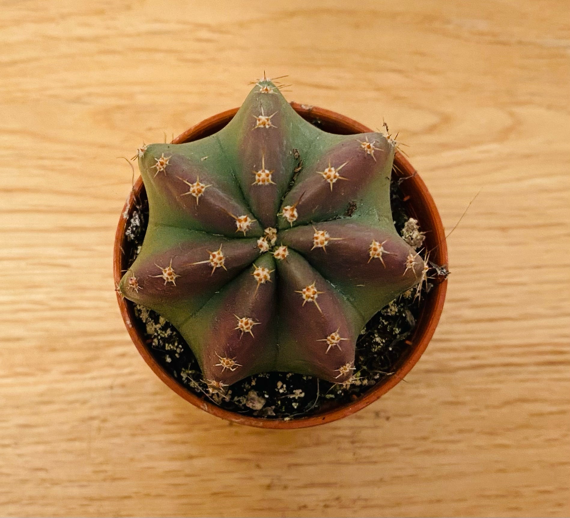 Echinocereus Inermis in 5.5cm Pot Cassandra's Plants