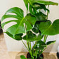 Monstera Deliciosa 17cm pot Cassandra's Plants