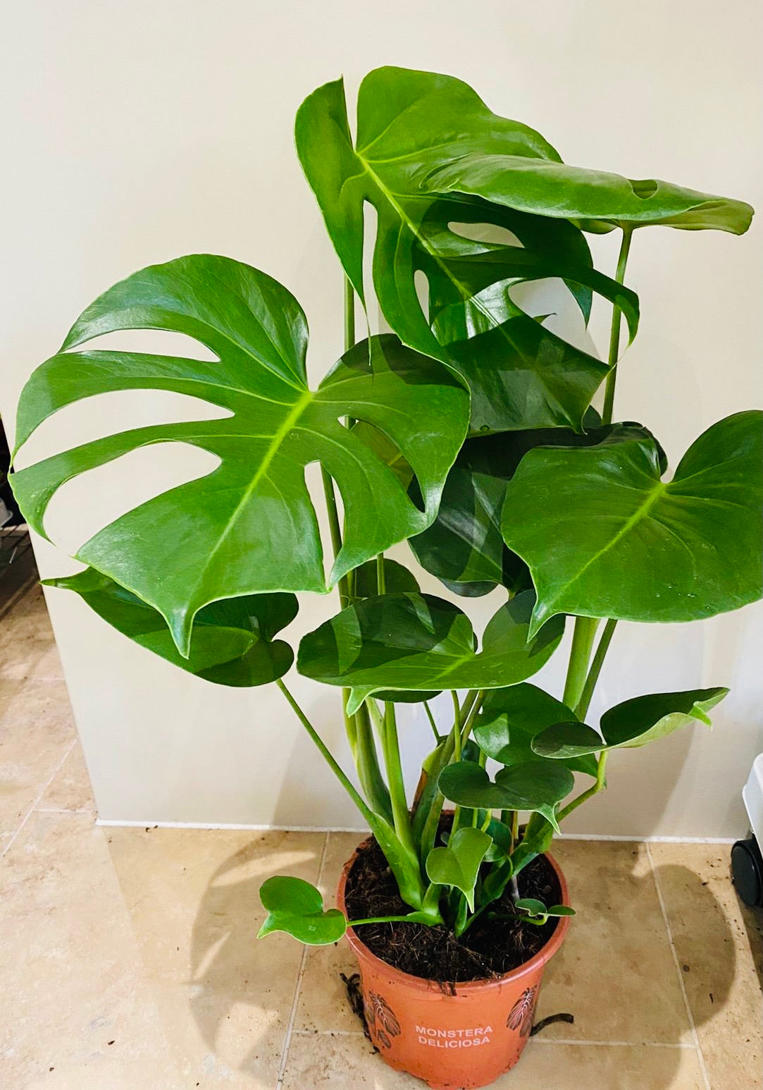 Monstera Deliciosa 17cm pot Cassandra's Plants