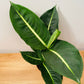 Dieffenbachia Green Magic 12cm pot Cassandra's Plants