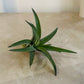 Tillandsia Streptophylla 'Shirley Temple' Cassandra's Plants