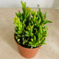 Rhipsalis Mesembryanthemoides Cassandra's Plants