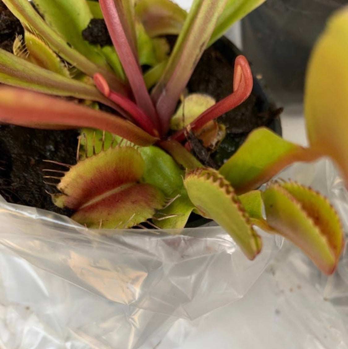 Dionaea muscipula in 7cm Pot Cassandra's Plants