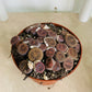 Lithops Aucampiea Dark Red wine Cassandra's Plants