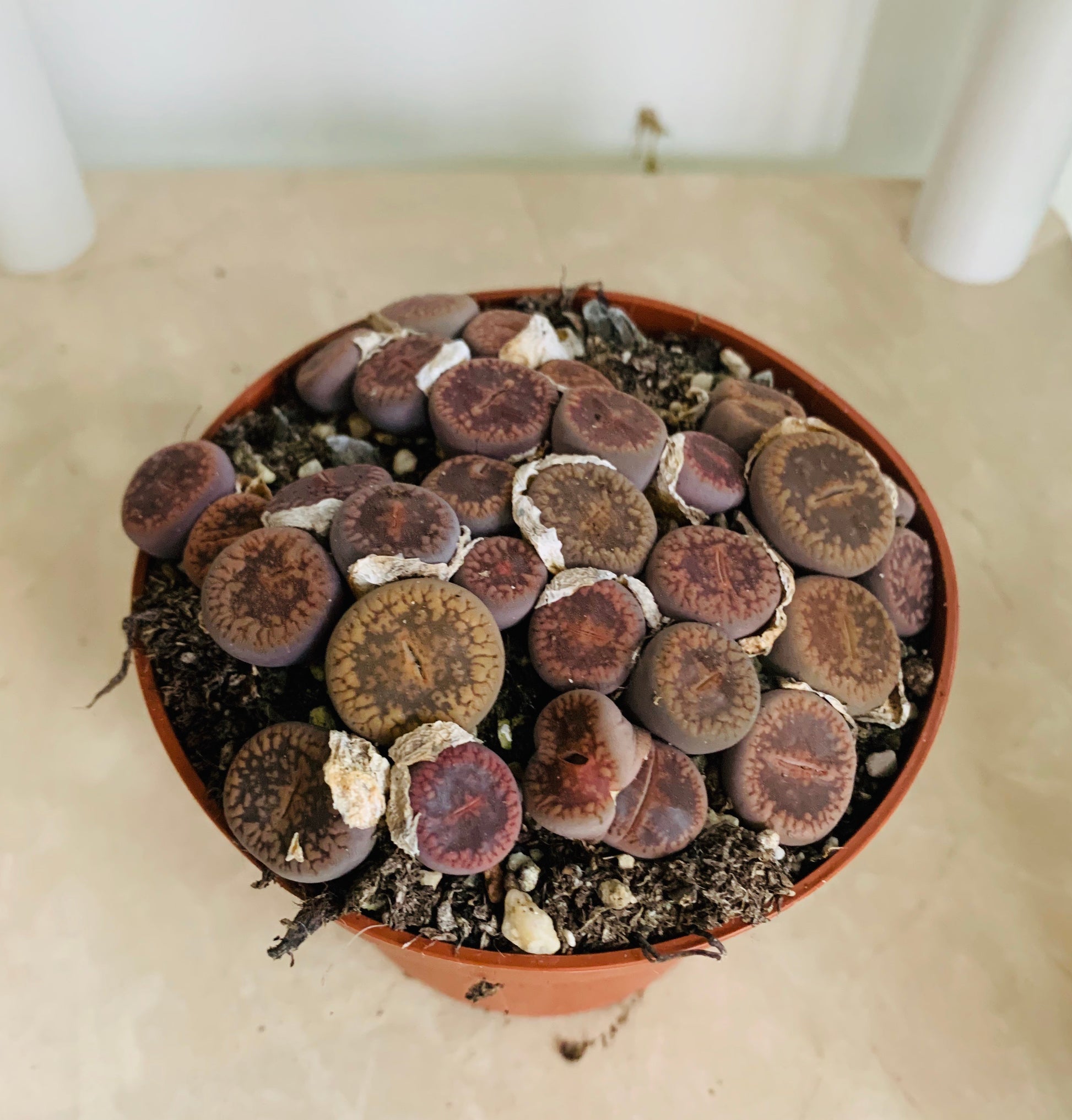 Lithops Aucampiea Dark Red wine Cassandra's Plants