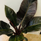 Philodendron Imperial Red in a 14cm Pot  Cassandra's Plants