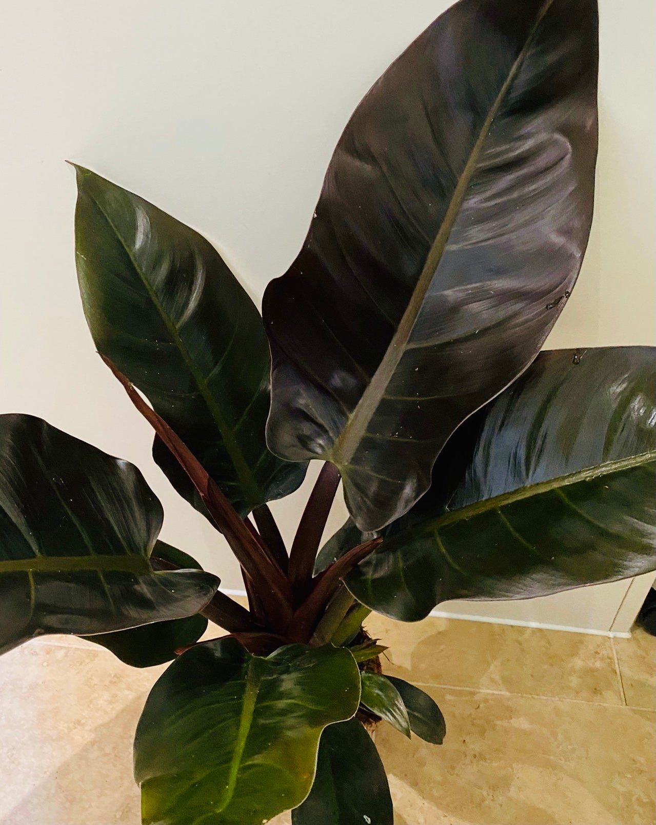 Philodendron Imperial Red in a 14cm Pot  Cassandra's Plants