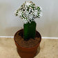 Gymnocalycium Mihanovichii White Moon Cactus in 8cm pot Cassandra's Plants