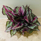 Begonia Rex “Royal Rubin” 13cm Pot Cassandra's Plants
