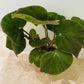 Begonia Masoniana Jungle 15cm Pot Cassandra's Plants