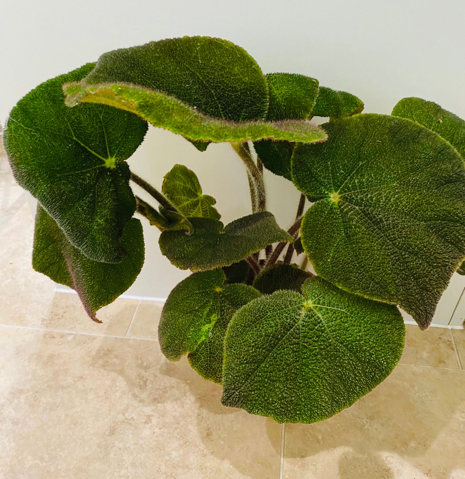 Begonia Masoniana Jungle 15cm Pot Cassandra's Plants