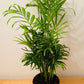 Chamaedorea Elegans Parlour Palm 12 cm Pot Cassandra's Plants