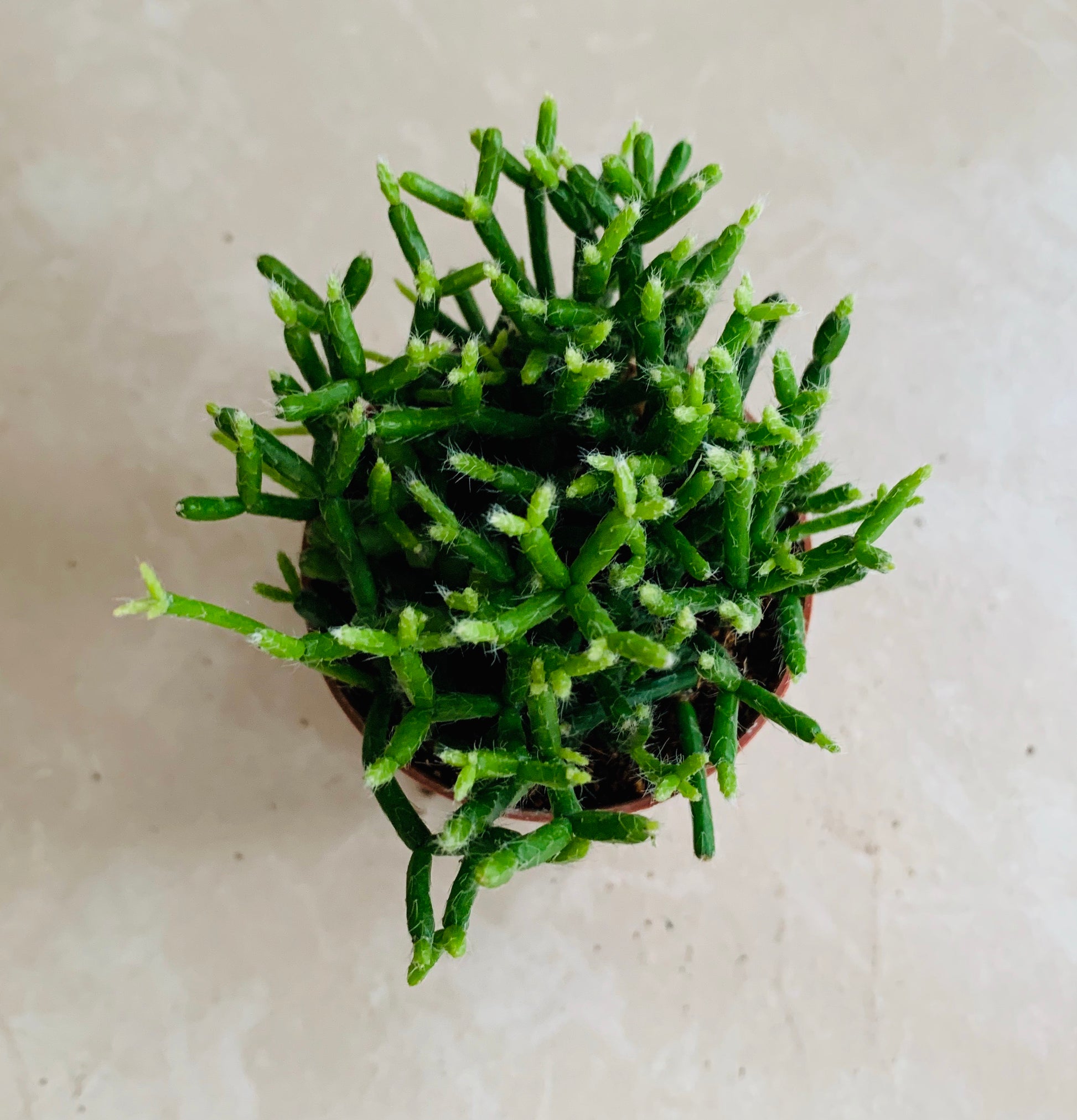 Rhipsalis Cereuscula "Coral Cactus" Cassandra's Plants