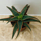 Aloe Christmas Carol 10.5cm Pot Cassandra's Plants
