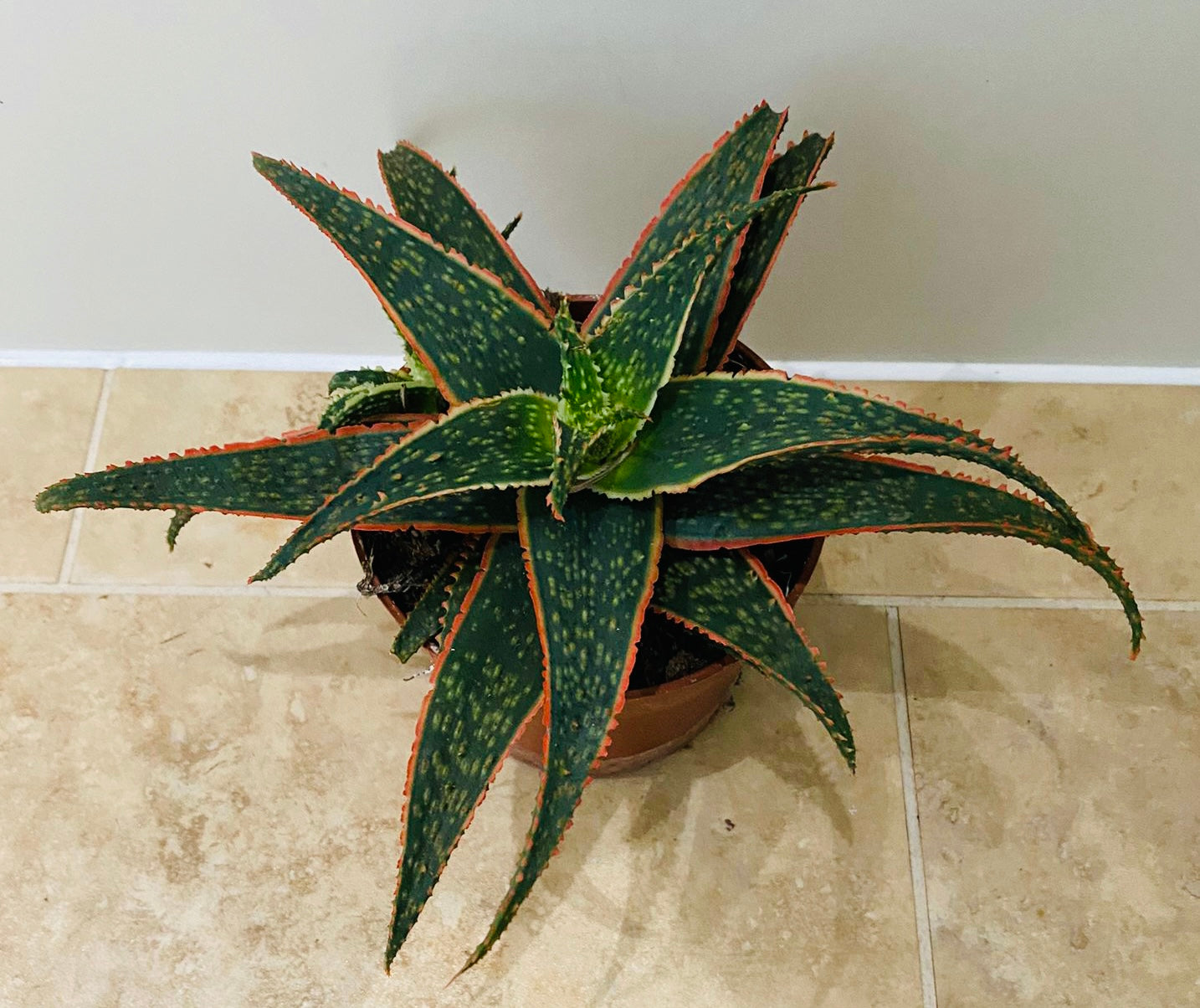 Aloe Christmas Carol 10.5cm Pot Cassandra's Plants
