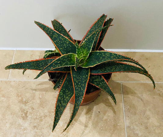 Aloe Christmas Carol 10.5cm Pot Cassandra's Plants