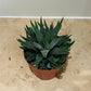 Haworthia Attenuata Succulent in 8.5cm Pot Cassandra's Plants