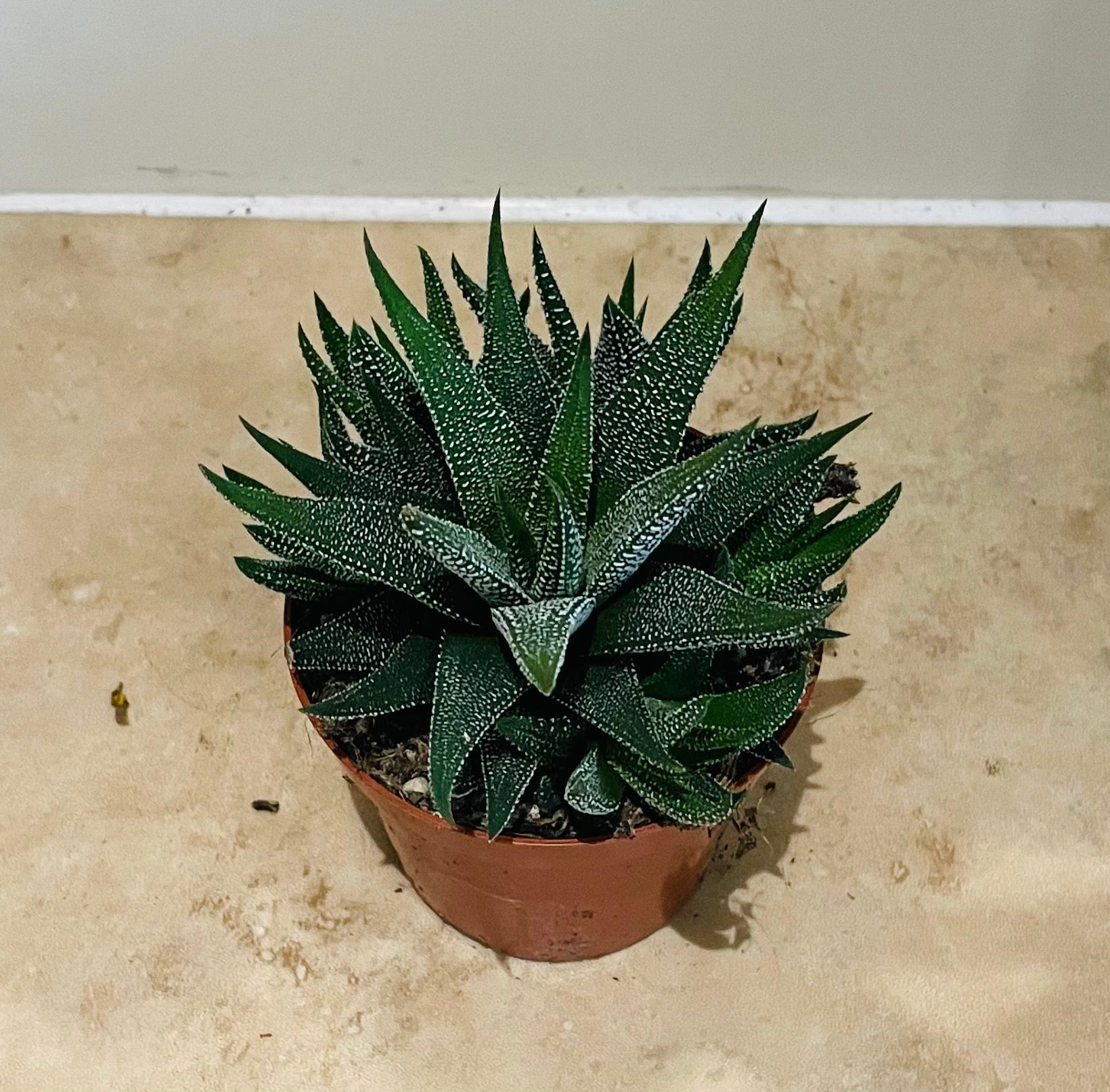 Haworthia Attenuata Succulent in 8.5cm Pot Cassandra's Plants