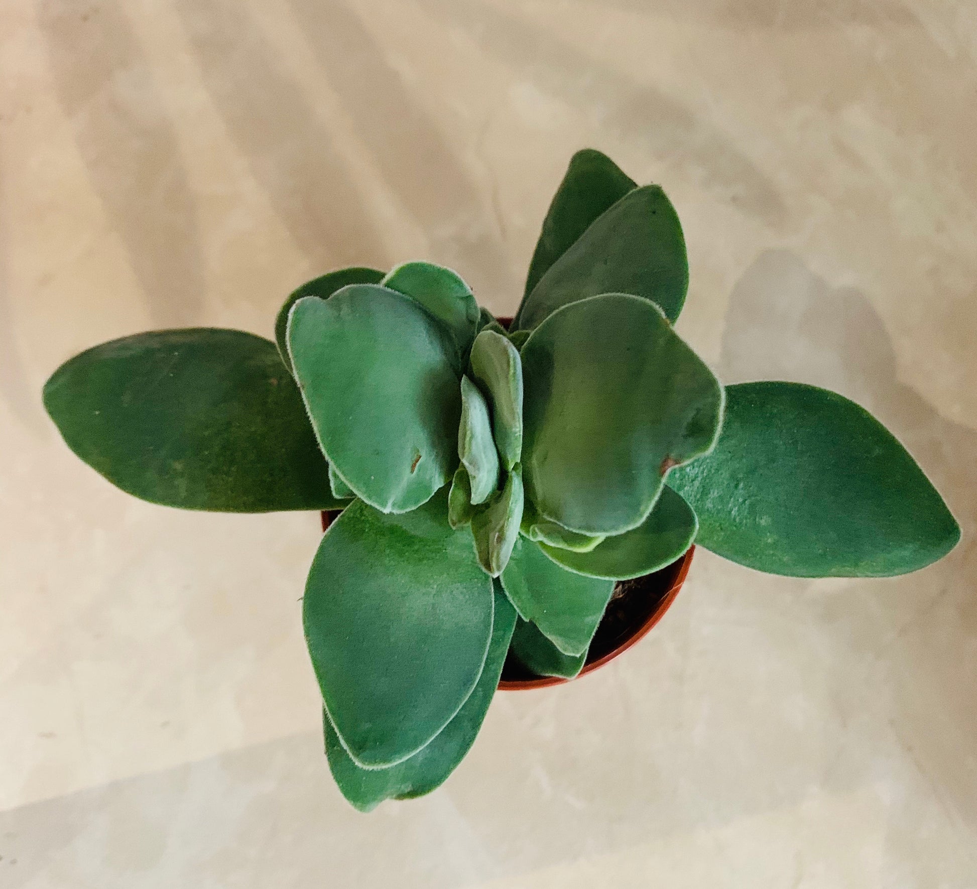 Crassula Cotelydonis 5.5cm Pot Cassandra's Plants