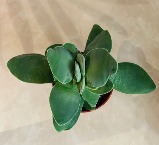Crassula Cotelydonis 5.5cm Pot Cassandra's Plants