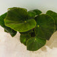 Begonia Masoniana Jungle 15cm Pot Cassandra's Plants