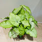 Syngonium Podophyllum Albovirens in a 12cm Pot Cassandra's Plants