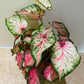 Caladium Candyland 12cm Pot Cassandra's Plants