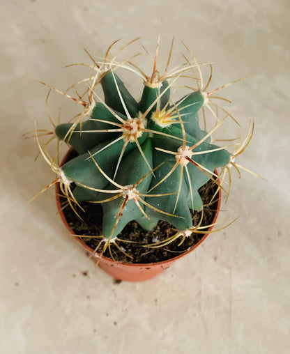 Ferocactus Electracanthus Cassandra's Plants
