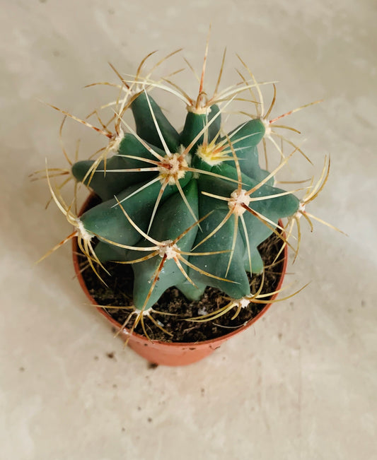 Ferocactus Electracanthus Cassandra's Plants