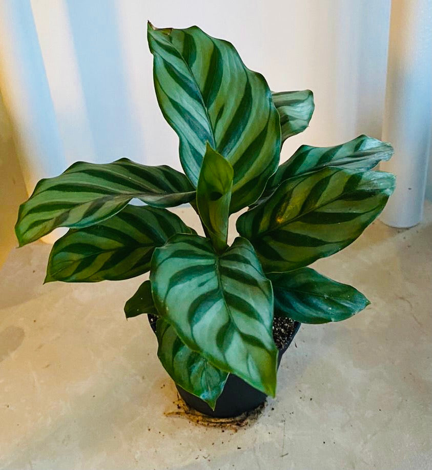 Calathea Freddie 7cm Pot Cassandra's Plants