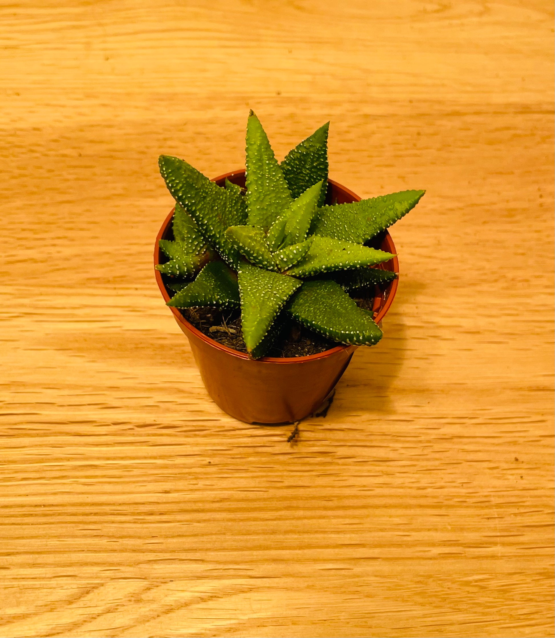 Haworthia Attenuata cv Enon Succulent in 5.5cm Pot Cassandra's Plants