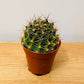 Hamatocactus Hamatocanthus Cactus in 5.5cm Pot Cassandra's Plants