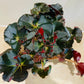 Begonia Erythrophylla Black Jungle 13cm Pot Cassandra;s Plants