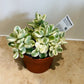 Cotyledon Tomentosa ssp. Tomentosa Variegata 10cm pot Cassandra's Plants