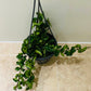 Hoya Carnosa Compacta in a 14cm Pot Cassandra's Plants